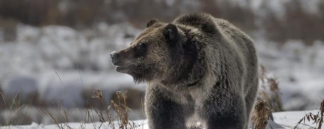 В Большемуртинском районе охотятся на четырех опасных медведей