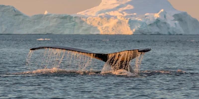 В заповеднике «Берингия» на Чукотке впервые за девять лет заметили гренландских китов