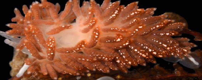 Российские биологи обнаружили на Камчатке новый вид голожаберного моллюска