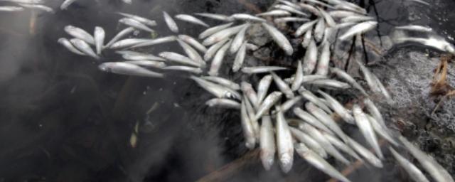 Стали известны причины массовой гибели рыбы в Башкирии