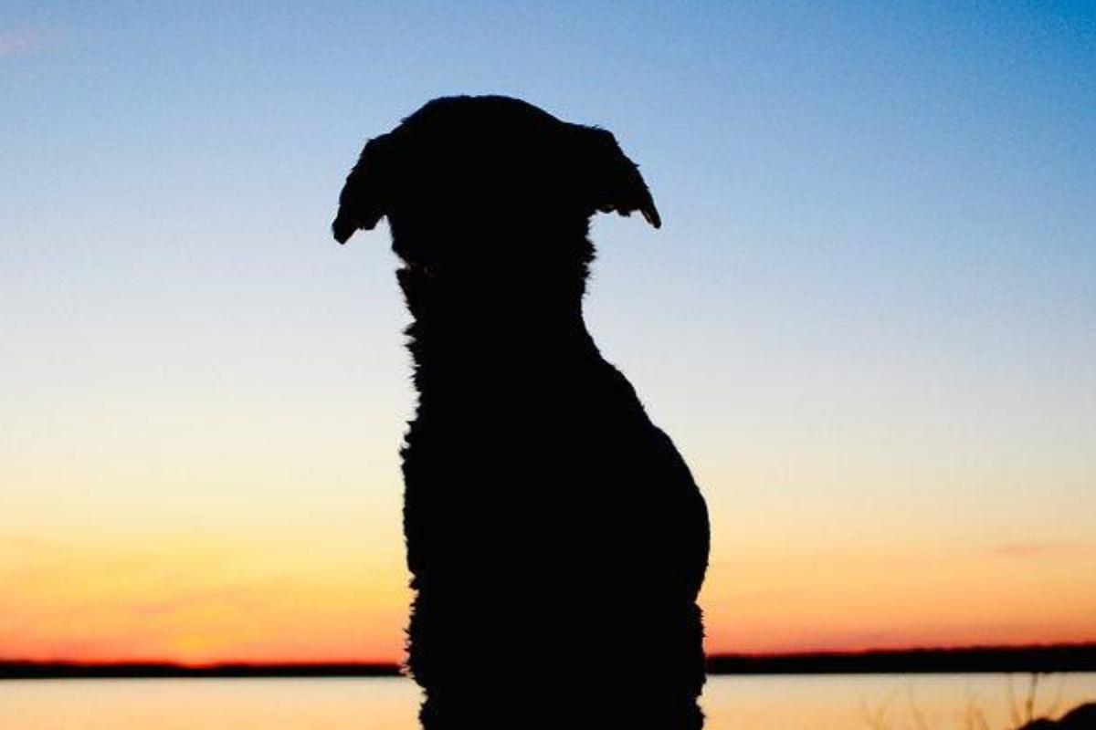 Россиянин приютил брошенную собаку, потерявшую зрение