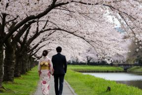 Японцы устали от выходок туристов и поставили точку в истории фестиваля сакуры