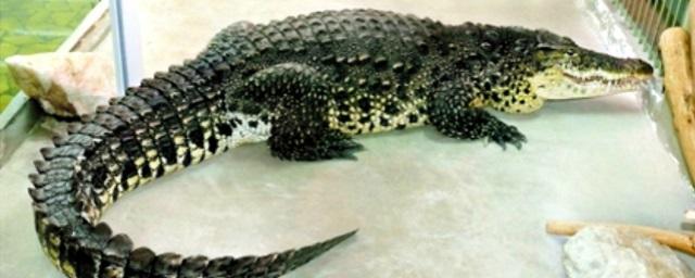 В Ростовской области пятый день не могут найти сбежавшего крокодила