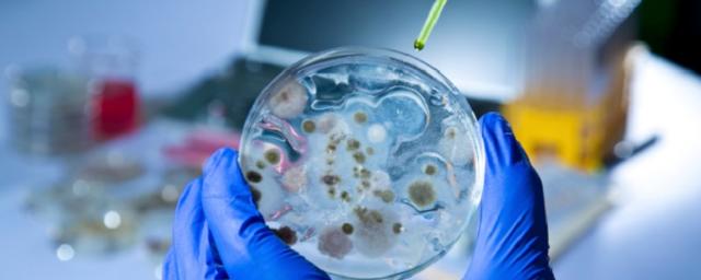 Ученые нашли в Сибири спящий гигантский вирус