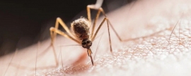 Вирусолог Гизингер: Комары могут заразить лихорадкой Западного Нила