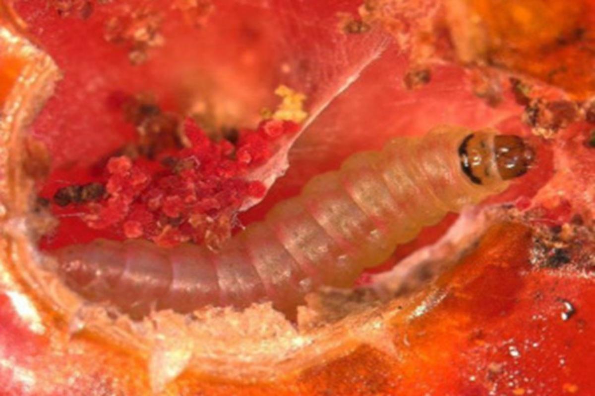 В НСО Россельхознадзор выявил 96,9 тонн карантинных овощей и фруктов