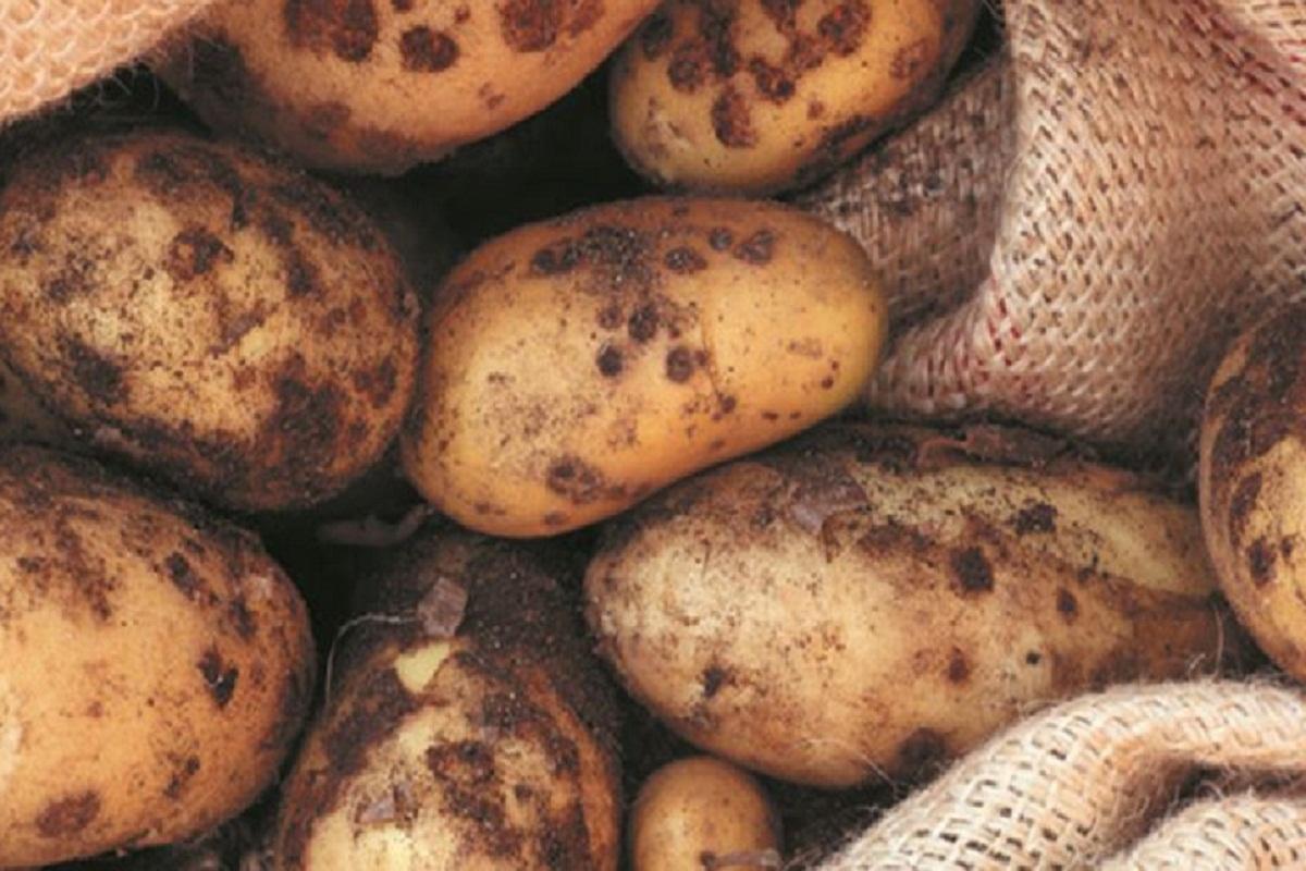 Ученые ТГУ придумали способ защиты картофеля от черной парши
