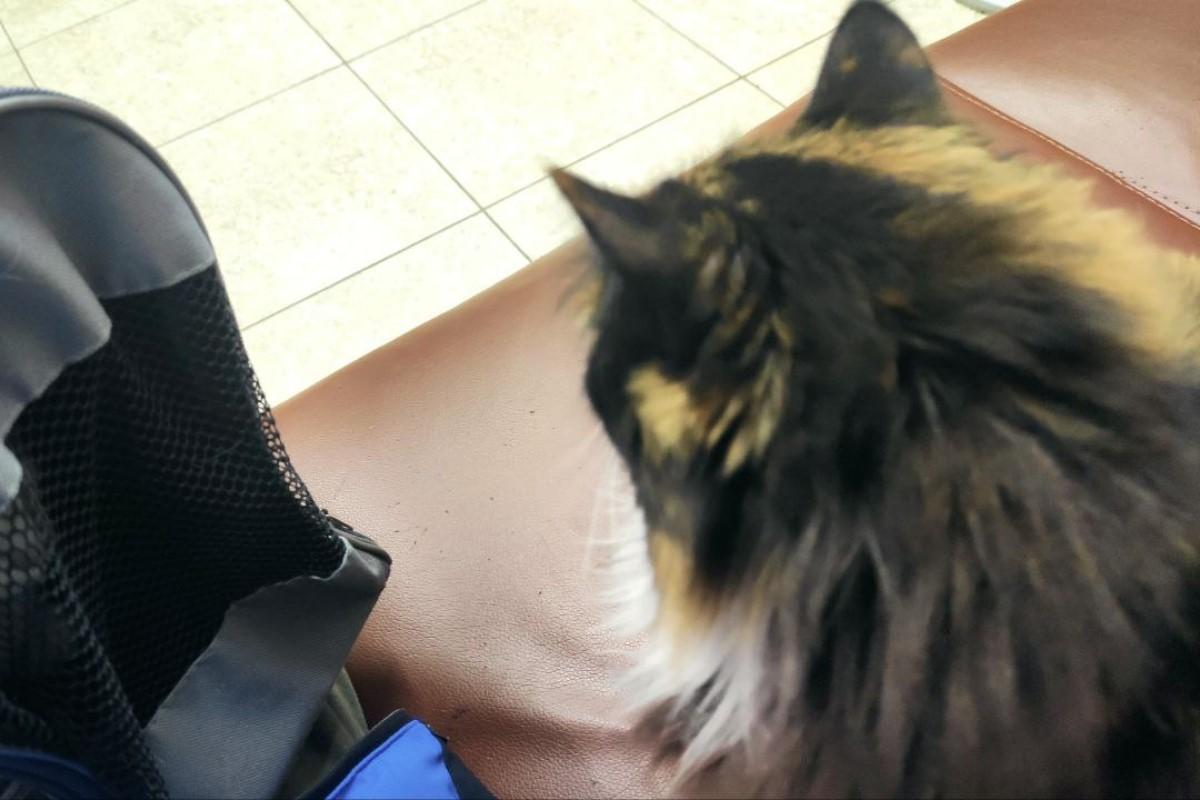 Большинство кошек проявляют свою привязанность к хозяевам