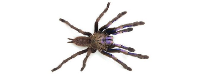 Scientists found a new species of blue tarantula in Thailand