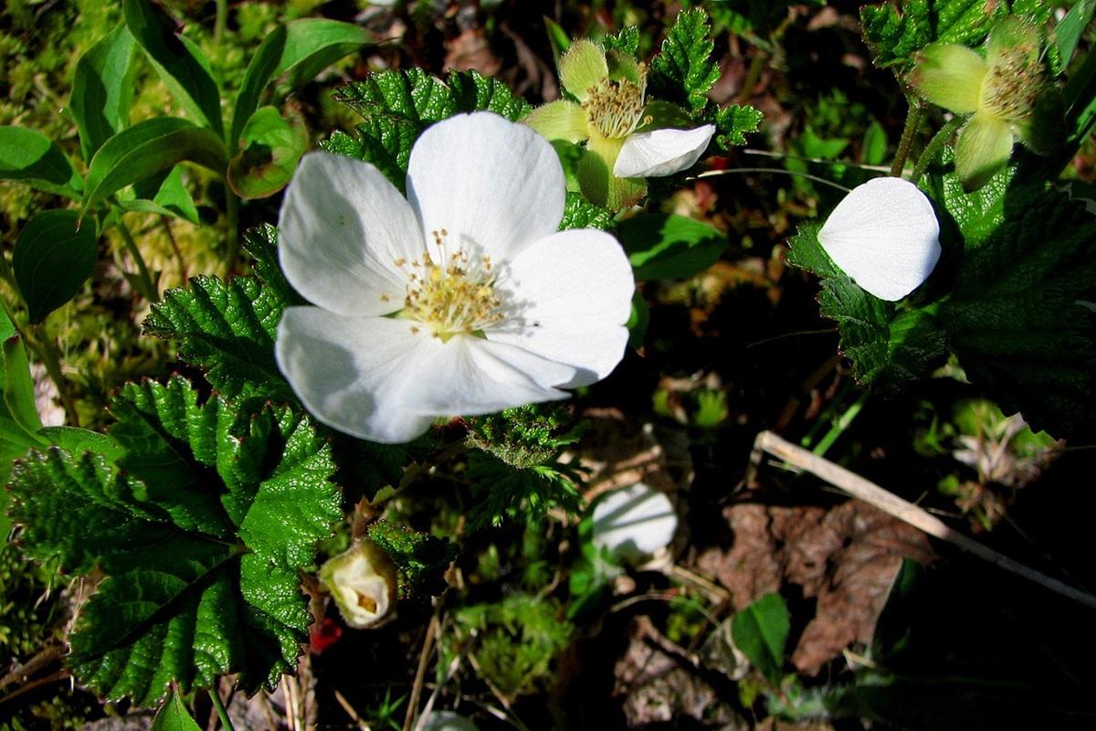 Раннее цветение морошки предвещает теплое лето в Мурманской области