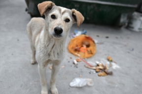 В России планируют запретить подкармливать бездомных животных