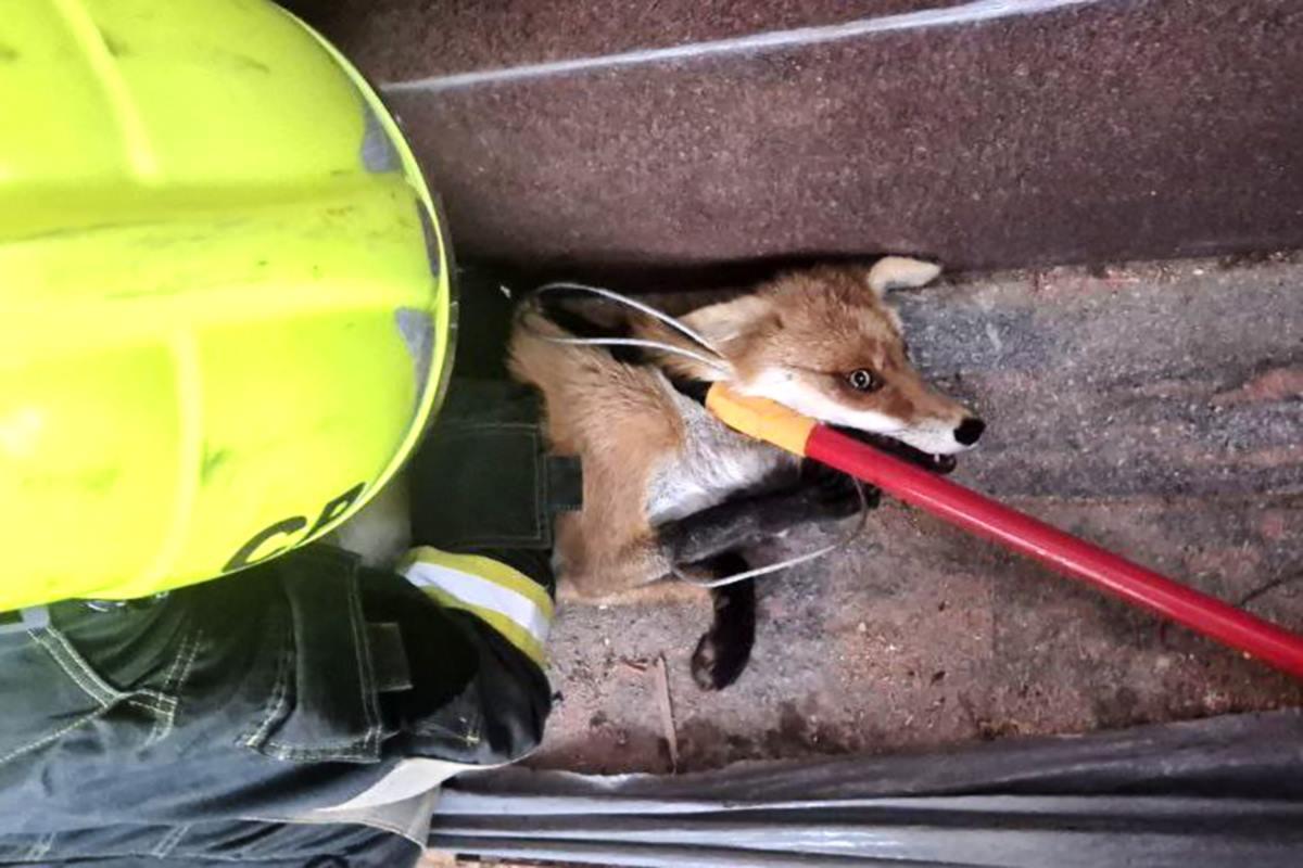Сотрудники московского зоопарка поймали и вывезли в лес гулявшую в центре города лису