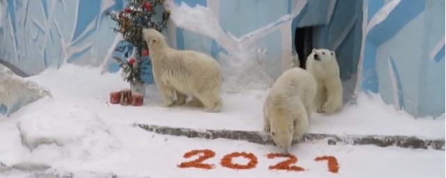 В зоопарке Новосибирска поздравили с Новым годом белых медведей