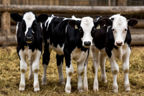 В Пермском крае корова родила тройню общим весом 75 килограмм