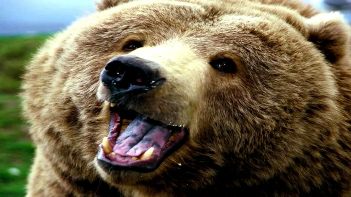 Группа туристов в Башкирии столкнулась с медведем