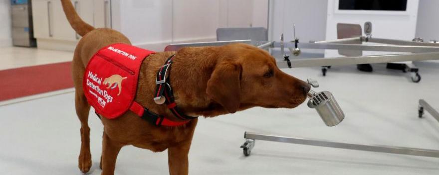 Собаки в финском аэропорту определяют COVID-19 быстрее ПЦР-тестов