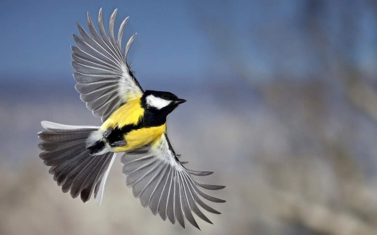 Ученые: Птицы могли научиться летать дважды