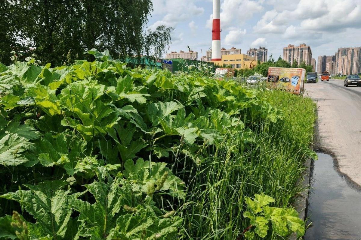 В Выборгском районе Петербурга целая улица заросла кустами борщевика