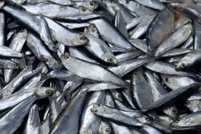 В Хакасию на поезде с Дальнего Востока привезли 60 тонн рыбы