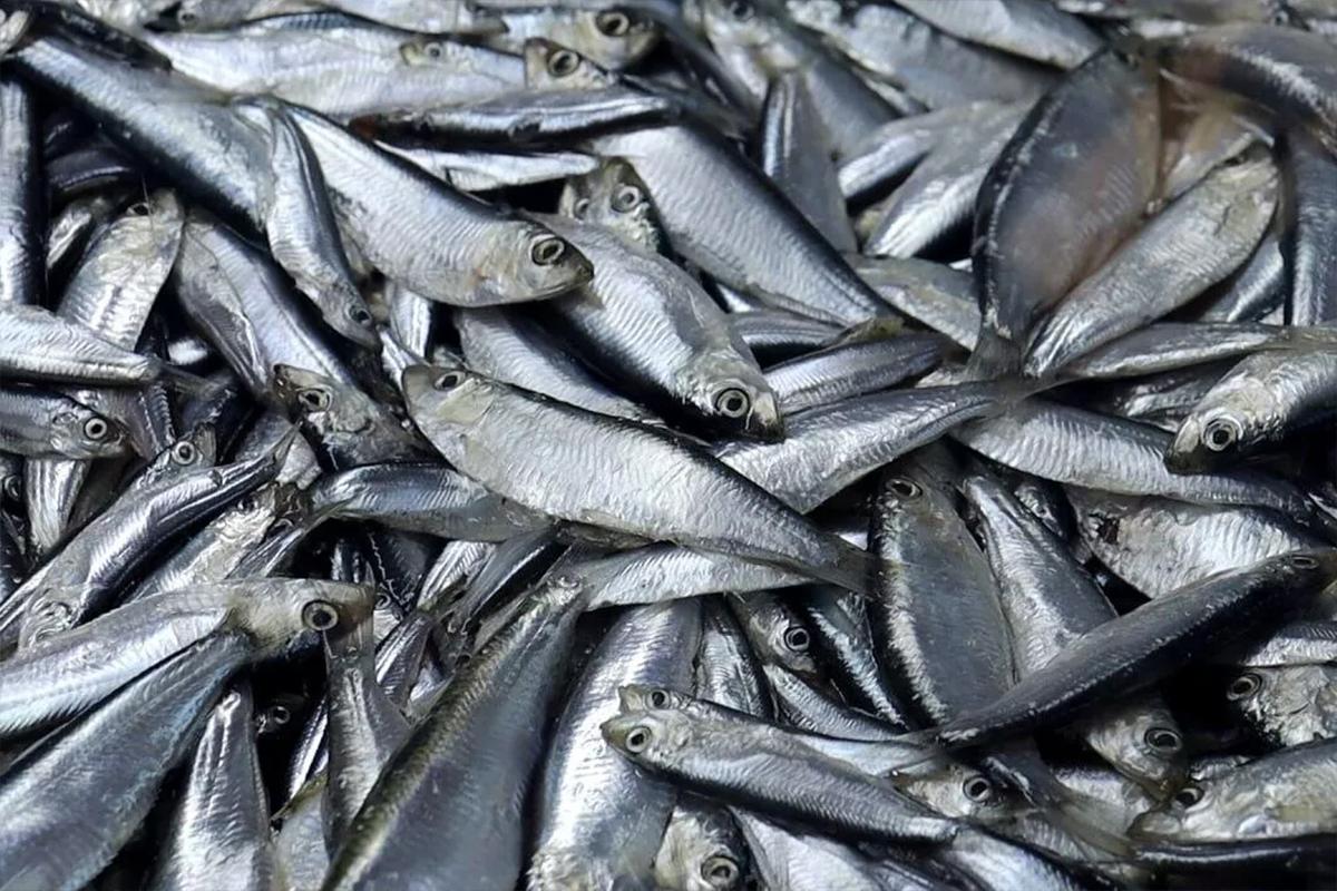 В Хакасию на поезде с Дальнего Востока привезли 60 тонн рыбы