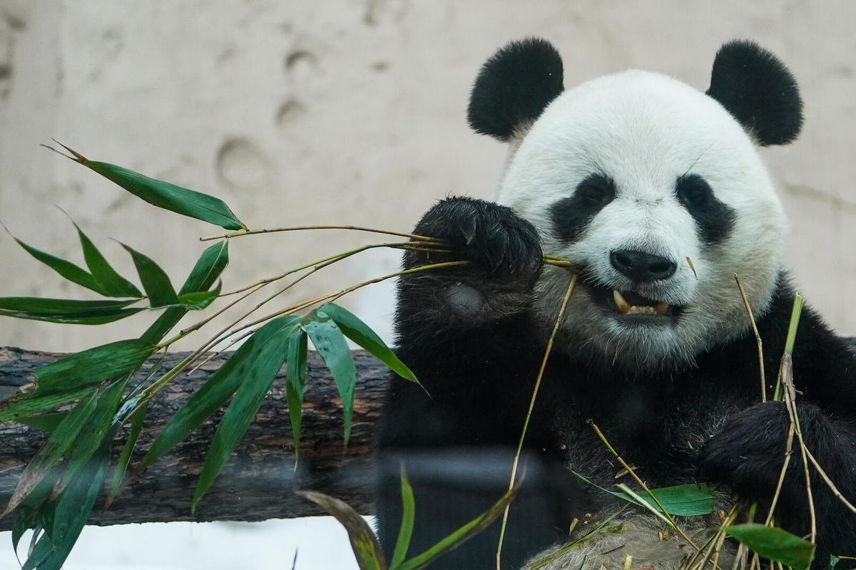 Панда Катюша освоилась с самостоятельной жизнью в Московском зоопарке