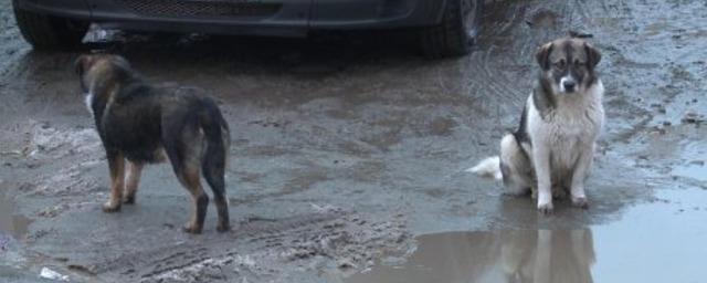 В Пензе обсудили ситуацию с бездомными животными