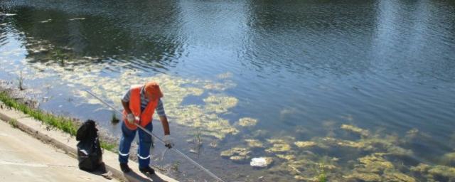 Для борьбы с водорослями в парковое озеро Самары запустят толстолобиков