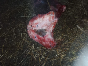 В НСО родилось необычное существо