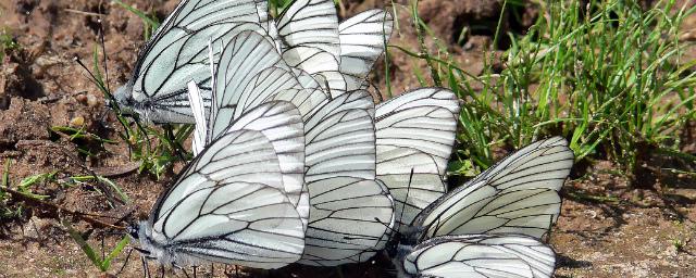 В пригородах Новосибирска наблюдается нашествие бабочек-боярышниц
