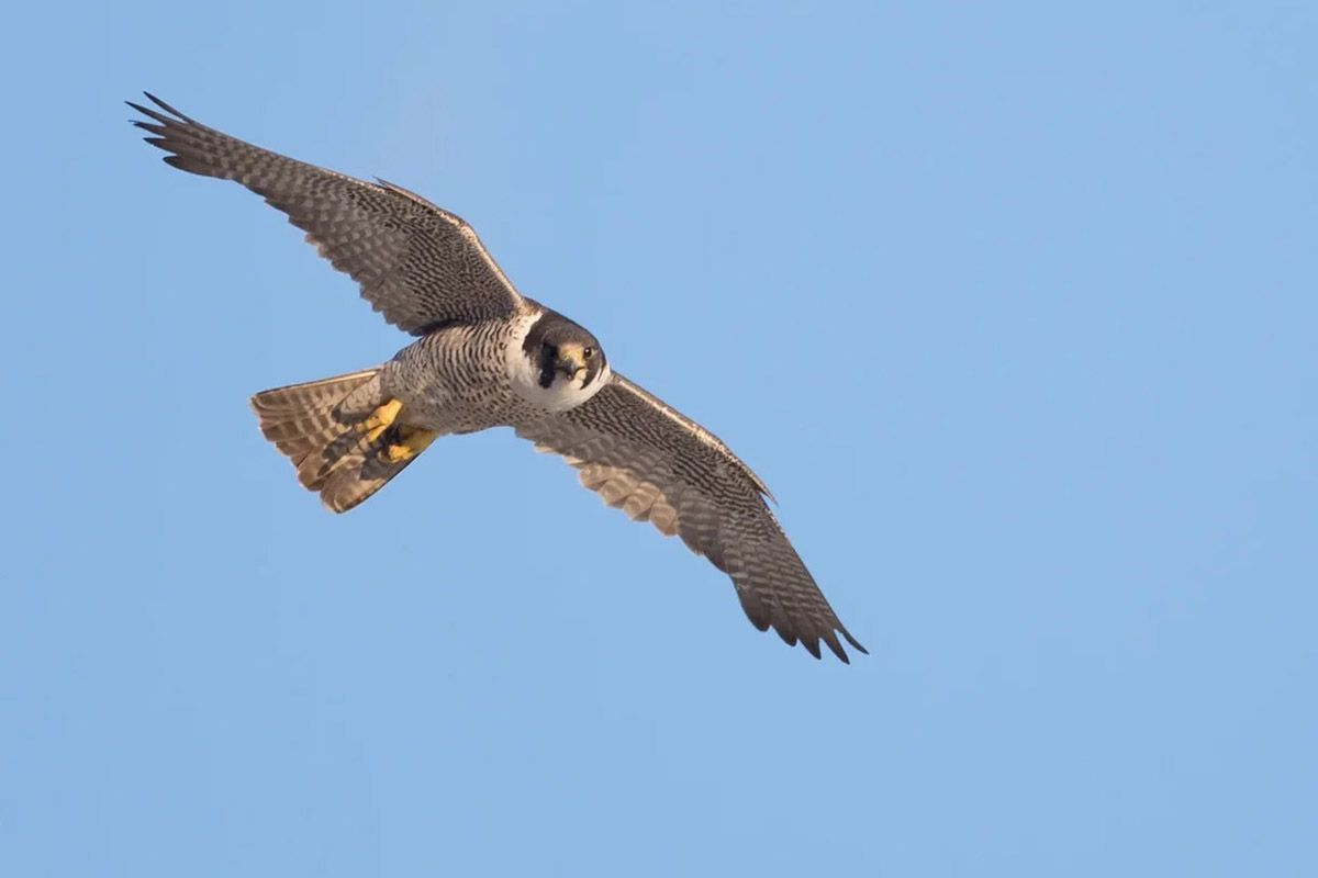 В 2024 году в Москве заметили редких махаона, сапсана и дозорщика-императора