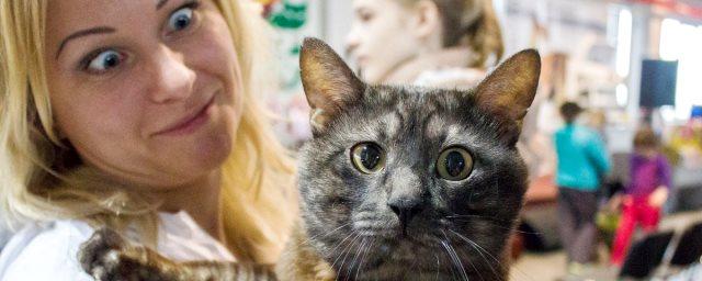 Ученые выяснили настоящее отношение кошек к хозяевам