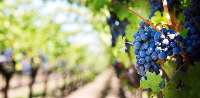 На Кубани фермеры смогут выпускать вино с защищенным географическим указанием