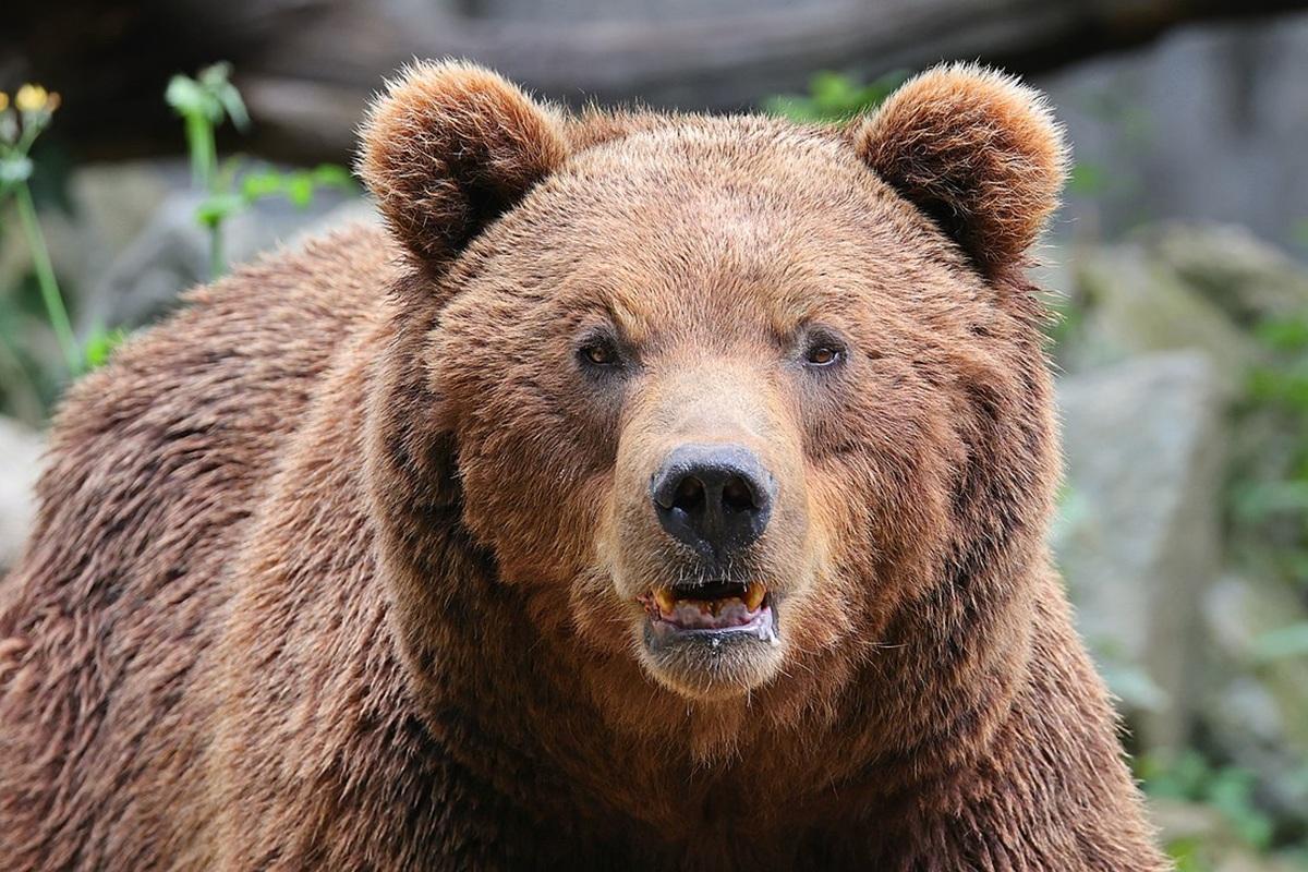 Смертельная встреча: гризли растерзал велосипедиста в Монтане