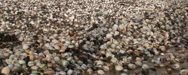 На юге Сахалина после шторма вёдрами собирали на берегу морские деликатесы
