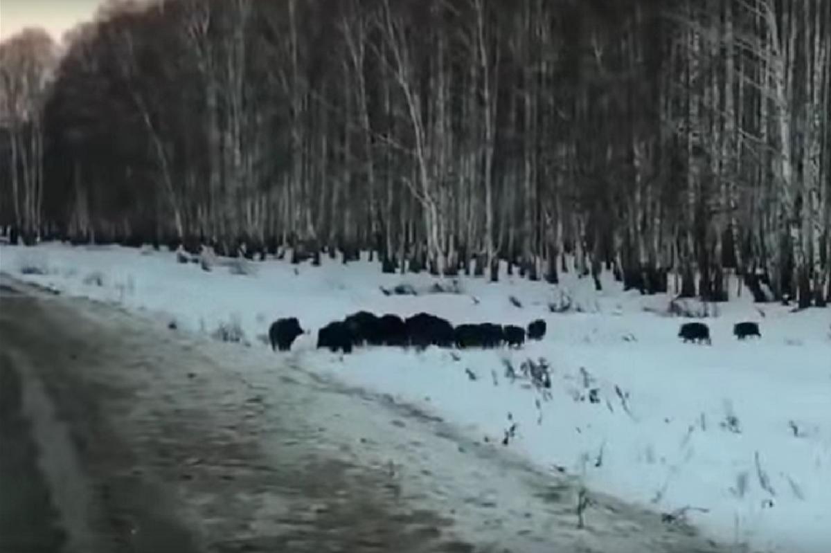 На трассе в Омской области сняли на видео огромное стадо диких кабанов из 30 особей