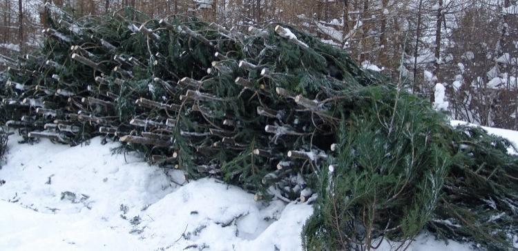 В Новосибирской области началась заготовка елей к Новому году