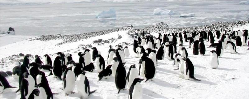Ученые нашли крупнейшую колонию пингвинов возрастом три тысячи лет