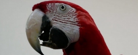 Житель Черкесска похитил у своего квартиросъёмщика попугая стоимостью почти 200 тысяч рублей
