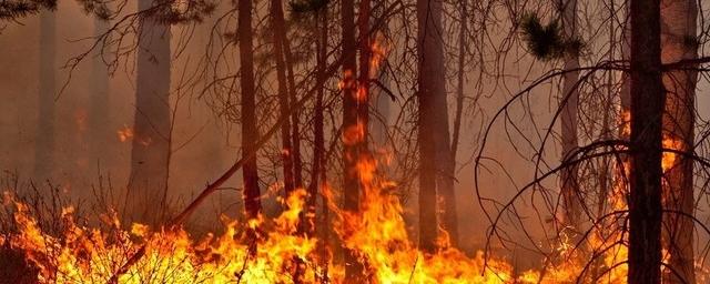 В Каменском районе Ростовской области площадь лесного пожара увеличилась до 50 гектаров