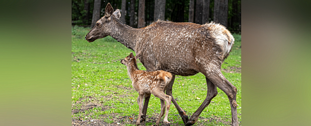 В зоопарке Новосибирска у алтайских маралов родились детеныши
