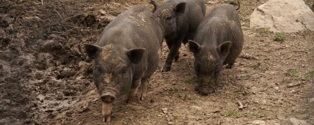 В Нижнем Тагиле введен карантин из-за африканской чумы свиней