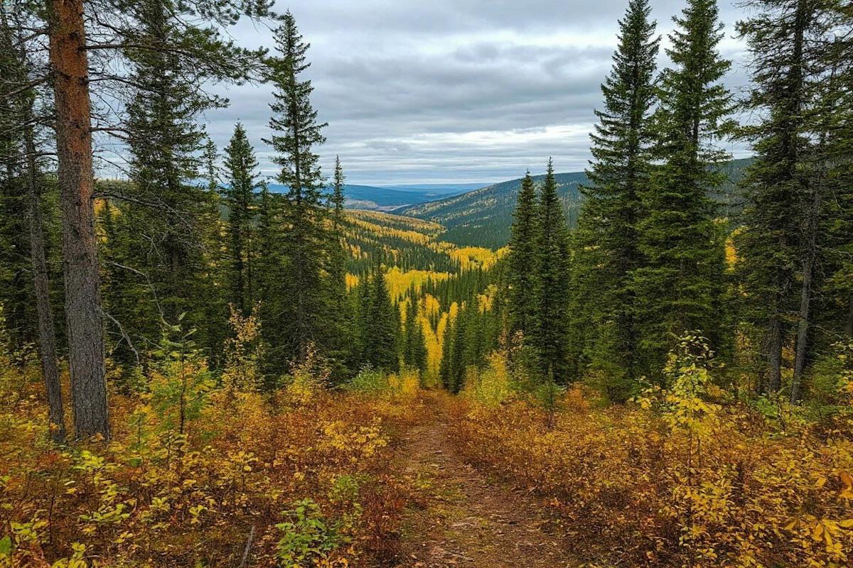 Роспотребнадзор Ивановской области напомнил о вакцинации против клещевого энцефалита