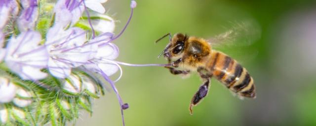 В Нидерландах пчел обучили диагностировать ковид