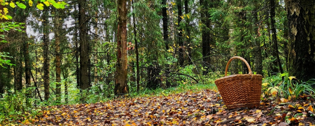 В лесах г.о. Клин в сентябре заблудились восемь человек