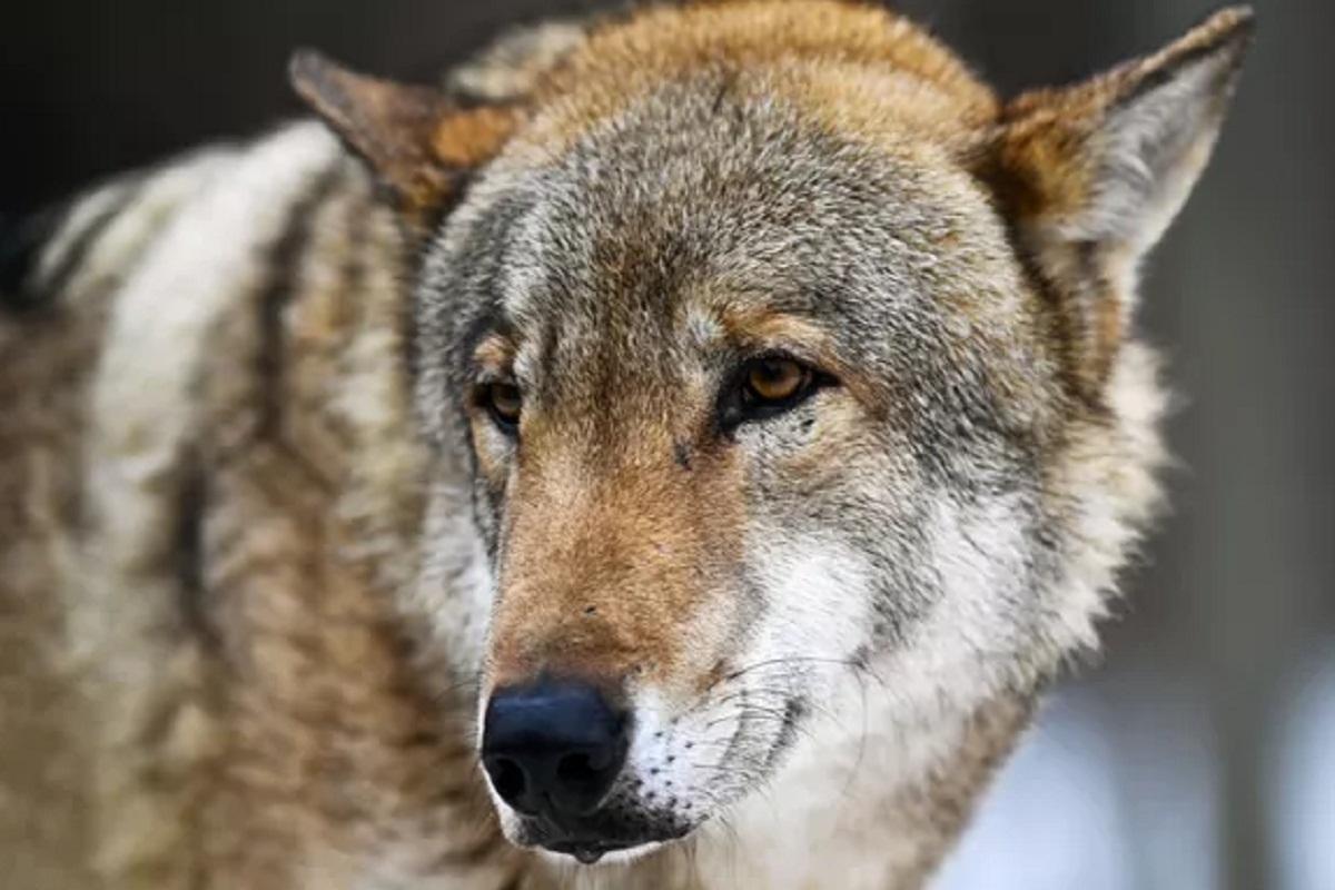 В Ленобласти открывается сезон охоты на волков