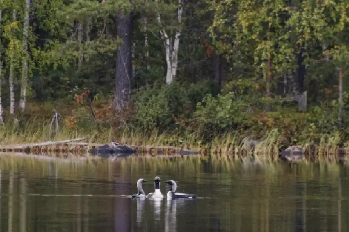 В Мурманской области поселились птицы с ужасающим криком