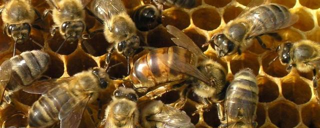 В России в 2021 году изменятся правила разведения пчел