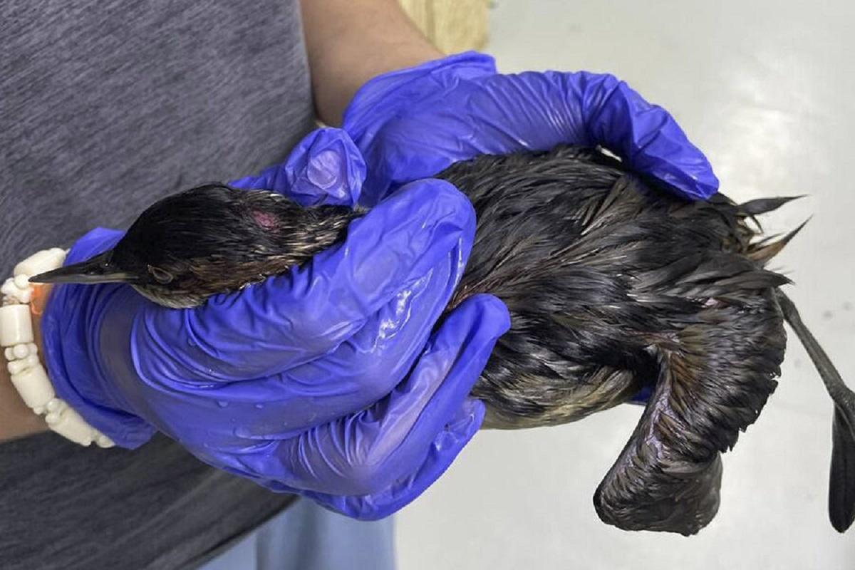 В Черном море нашли птиц с химическими ожогами после разлива нефти