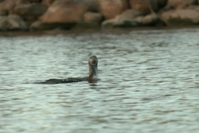 Что за загадочные звуки? На Ладожском озере появились птицы, которые звучат как собаки