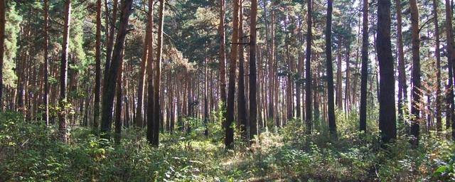 В Курганской области снят запрет на посещение лесов